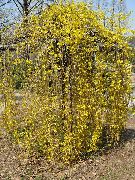 Forsythia жълт Цвете