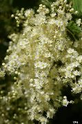 branco Flor Creme Arbusto, Pulverizador Do Oceano (Holodiscus) foto