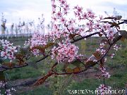 rosa Flor Pássaro Cereja, Ameixa Cereja (Prunus Padus) foto