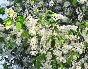 balts Zieds Ieva, Ķiršu Plūmju (Prunus Padus) foto