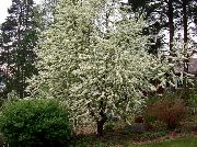 Черемуха Черемуха пенсильванская - prunus pensylvanica