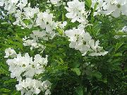 blanc Fleur Perle Brousse (Exochorda) photo