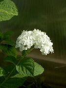 бял Цвете Гладка Хортензия, Дива Хортензия, Седем Кора (Hydrangea arborescens) снимка