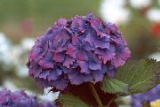 Kopējā Hortenzijas, Bigleaf Hortenzijas, Franču Hortenzijas purpurs Zieds