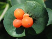 balts Zieds Sausserdis (Lonicera caprifolium) foto