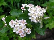 Chokeberry Negru alb Floare