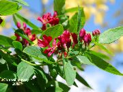 flowering shrubs and trees Tatarian honeysuckle Lonicera tatarica