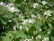 Madressilva Tatarian branco Flor