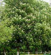 balts Zieds Zirgkastaņa, Conker Koks (Aesculus hippocastanum) foto