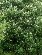 Каштан конский обыкновенный Конский каштан обыкновенный - Aesculus hippocastanum