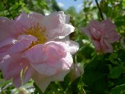 rožinis žiedas Rosa  nuotrauka