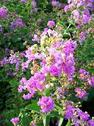 flowering shrubs and trees Crape Myrtle, Crepe Myrtle Lagerstroemia indica