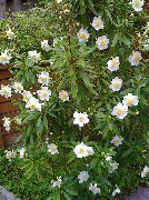 balts Zieds Krūms Anemone, Koks Anemone (Carpenteria) foto