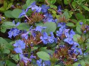 tamno plava Cvijet Leadwort, Izdržljiv Plava Grafit (Ceratostigma) foto