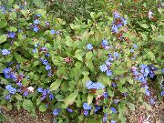 tamno plava Cvijet Leadwort, Izdržljiv Plava Grafit (Ceratostigma) foto