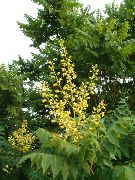 amarelo Flor Árvore Chuva De Ouro, Goldenraintree Panicled (Koelreuteria paniculata) foto