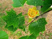 жълт Цвете Лале Дърво, Жълто Топола, Лалета Магнолия, Whitewood (Liriodendron tulipifera) снимка
