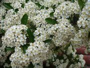 Пираканта Pyracantha coccinea