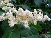 Сирень амурская (Трескун амурский)