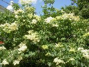 Syringa Amurensis balts Zieds