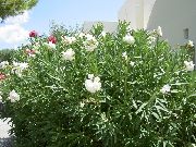 белы Кветка Олеандр (Nerium oleander) фота