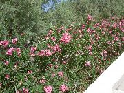Oleandro rosa Flor