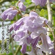 lilac Bláth  (Paulownia tomentosa) grianghraf