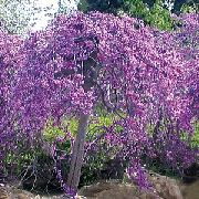  lilás Flor