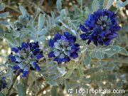  albastru inchis Floare