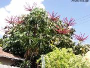 Шеффлера Schefflera actinophylla