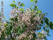 lilac Bláth  (Melia azedarach) grianghraf