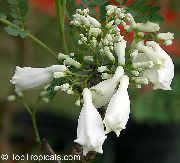  білий Квітка