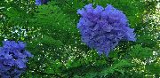 блакитний Квітка  (Jacaranda mimosifolia) фото