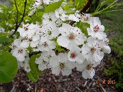 ақ Гүл (Pyrus calleryana) фото