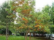 oranžs Zieds  (Grevillea robusta) foto