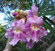 lilás Flor  (Chilopsis linearis) foto