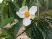 бял Цвете  (Franklinia alatamaha) снимка