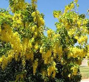 flowering shrubs and trees Golden rain, Golden Chain Tree Laburnum-anagyroides