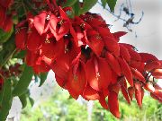 червен Цвете  (Erythrina crista-galli) снимка