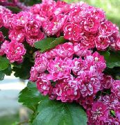 Midland Hagedorn rosa Blume