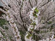 Cerasus Tomentosa fehér Virág