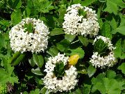 Buruiană alb Floare