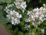 бял Цвете Къпина (Rubus fruticosus) снимка