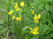 dzeltens Zieds Skotu Slota, Broomtops, Kopējā Slota, Eiropas Slota, Īru Slota (Sarothamnus) foto