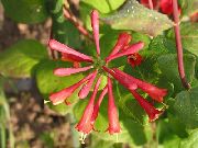 Madressilva vermelho Flor