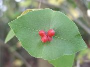 rød Blomst Gul Vin Kaprifolium (Lonicera prolifera) foto