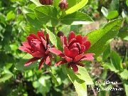Γλυκό Θάμνος, Καρολίνα Μπαχάρι, Φράουλα Θάμνων, Bubby Μπους, Γλυκό Betsy κόκκινος λουλούδι