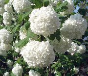 білий Квітка Калина (Viburnum) фото