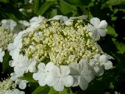 Калина Калина обыкновенная, или красная — Viburnum opulus