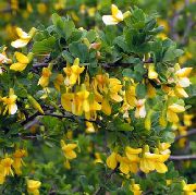 Peashrub žltý Kvetina